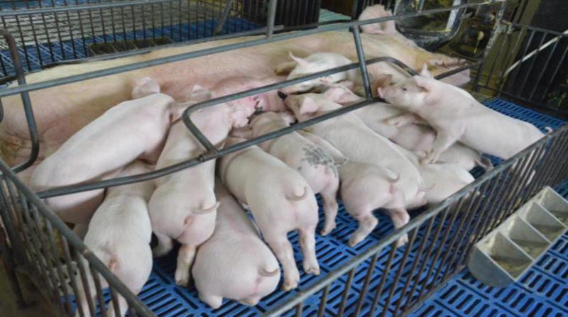 Adapi toma medidas para erradicar peste suína no Piauí