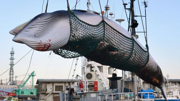 Pesca de duas baleias marca a retomada da caça comercial no Japão