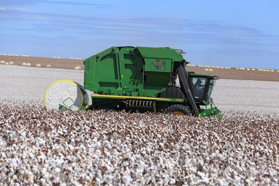 Piauí registra produção de algodão acima da média nacional
