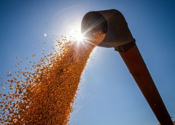 IBGE estima safra recorde de 263 milhões de toneladas em 2022