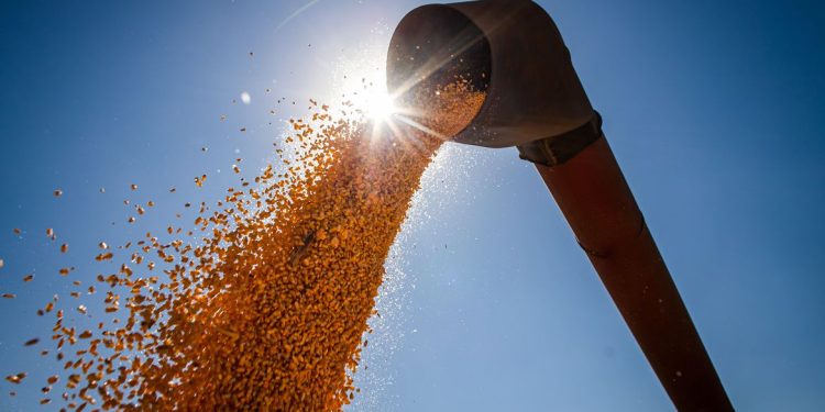 IBGE estima safra recorde de 263 milhões de toneladas em 2022