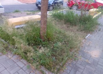 DESCASO DA PREFEITURA: Praças do bairro Redenção estão tomadas pelo mato e pela sujeira