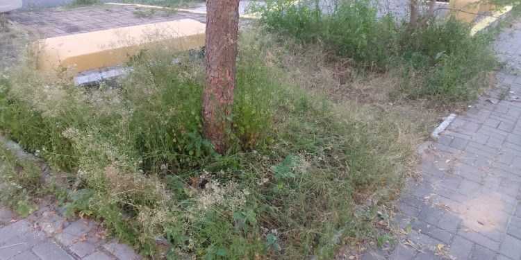 DESCASO DA PREFEITURA: Praças do bairro Redenção estão tomadas pelo mato e pela sujeira