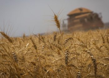 Conab estima que produção de grãos no Brasil chegue a 272,5 milhões de toneladas