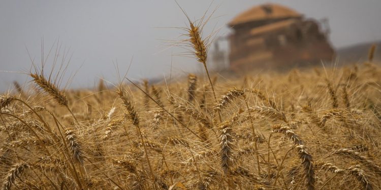 Conab estima que produção de grãos no Brasil chegue a 272,5 milhões de toneladas