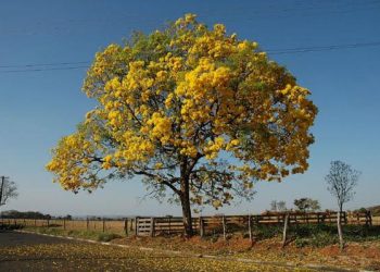 Prefeitura de Floriano vai plantar Ipês amarelos em unidades de saúde para lembrar o Setembro Amarelo