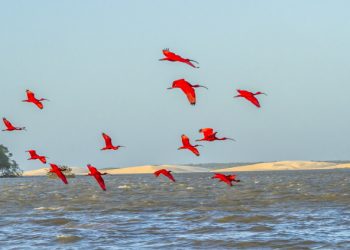 DIA DO PIAUÍ: Conheça as belezas espalhadas pelos quatro cantos do estado