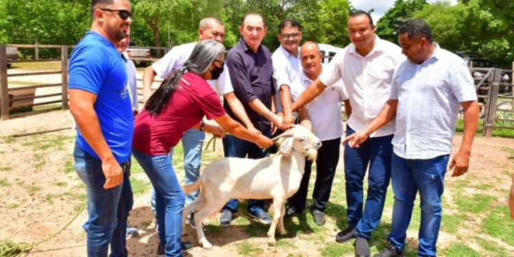 Prefeitura de Floriano doa reprodutores caprinos a produtores rurais da Princesa do Sul