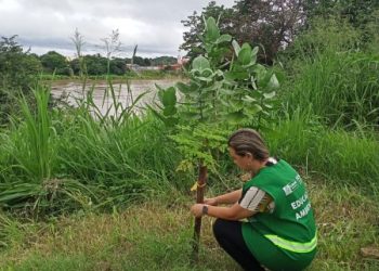 Prefeitura de Floriano através da SEMAN promove ação de monitoramento de plantios realizados às margens do rio Parnaíba