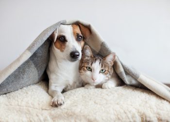 FOLHA ANIMAL: Pets precisam de atenção especial durante período chuvoso