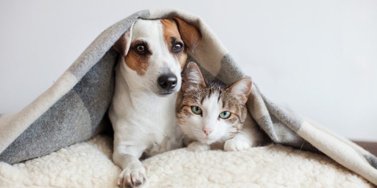 FOLHA ANIMAL: Pets precisam de atenção especial durante período chuvoso