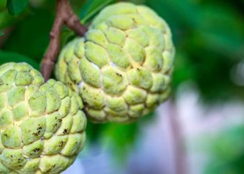 Comunidade kolping Engano de Baixo no Piauí realiza o II Festival da Ata