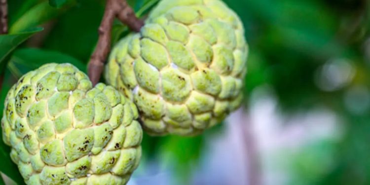 Comunidade kolping Engano de Baixo no Piauí realiza o II Festival da Ata