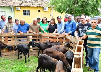 Prefeitura de Floriano entrega 20 (vinte) ovelhas a criadores rurais do município