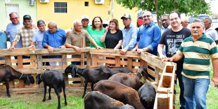 Prefeitura de Floriano entrega 20 (vinte) ovelhas a criadores rurais do município