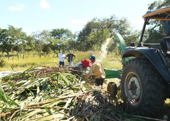 FLORIANO: Produção de silagem vai garantir alimento para os animais durante a estiagem