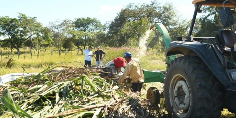 FLORIANO: Produção de silagem vai garantir alimento para os animais durante a estiagem