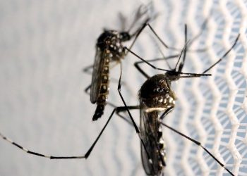 Ministério  da Saúde lança campanha após aumento dos casos de dengue, Zika e chikungunya
