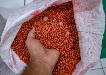 SAF entrega alimentos, sementes e mudas em comunidade indígena de Lagoa de São Francisco nesta sexta (12)