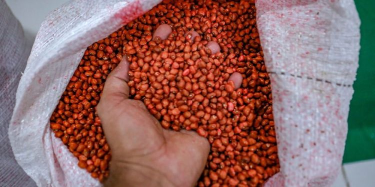 SAF entrega alimentos, sementes e mudas em comunidade indígena de Lagoa de São Francisco nesta sexta (12)