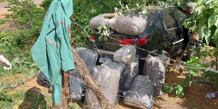 Polícia Militar apreende grande quantidade de drogas em povoado de São Raimundo Nonato