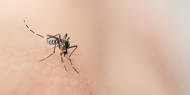 Especialista alerta para sintomas atípicos da dengue e grupos de risco