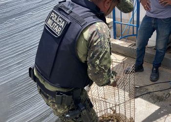 BPA apreende 8 jiboias e 2 jacarés em área residencial durante apenas um dia em Teresina
