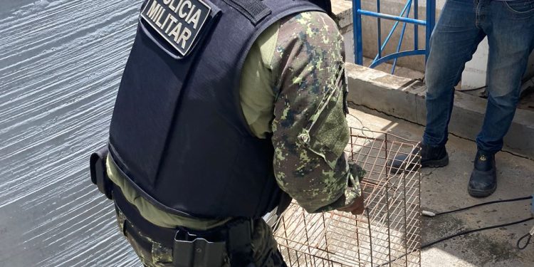 BPA apreende 8 jiboias e 2 jacarés em área residencial durante apenas um dia em Teresina