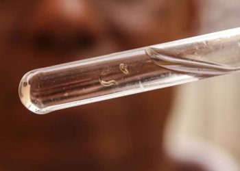 Brasil passa de 4 milhões de casos de dengue; mortes chegam a 1.937