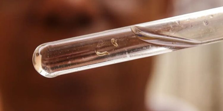 Brasil passa de 4 milhões de casos de dengue; mortes chegam a 1.937