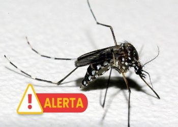 Saiba quais os bairros de Teresina com maior número de casos confirmados de dengue