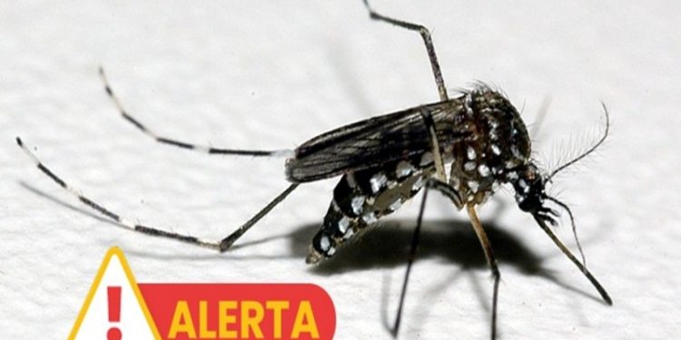 Saiba quais os bairros de Teresina com maior número de casos confirmados de dengue