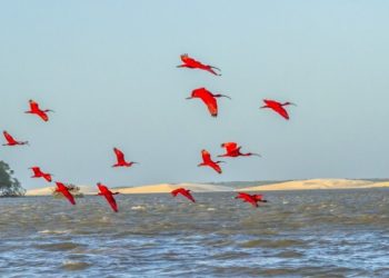Ilha das Canárias: Um paraíso que você precisa conhecer no  Delta do Parnaíba