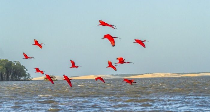 Ilha das Canárias: Um paraíso que você precisa conhecer no  Delta do Parnaíba