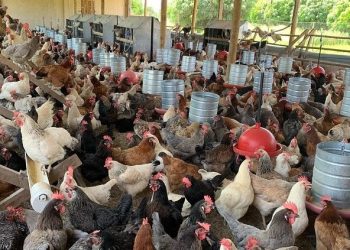 Codevasf promove capacitação em saúde animal para produtores de galinha caipira no Piauí