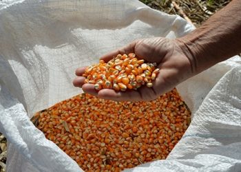 Conab inicia vendas de milho pelo Venda em Balcão em Piripiri a partir desta segunda (23)
