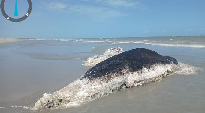 Baleia morta é encontrada na praia do Maramar em Luis Correia