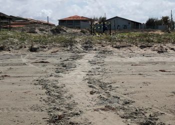 Temporada reprodutiva de tartaruga marinha inicia no litoral do Piauí