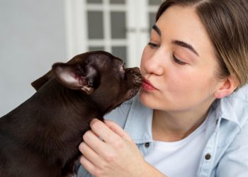 “Lambeijos” dos pets podem ser perigosos à saúde humana?