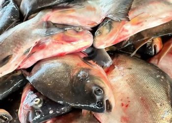 Prefeitura de Altos distribui 3 toneladas de peixes para famílias de baixa renda
