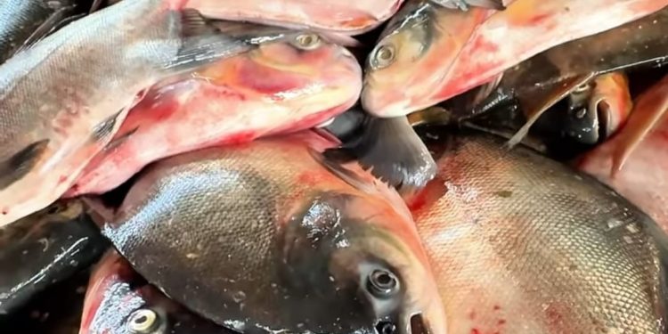 Prefeitura de Altos distribui 3 toneladas de peixes para famílias de baixa renda