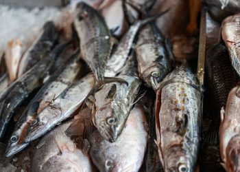 Movimento cresce no Mercado do Peixe durante a quaresma; confira os preços dos pescados mais vendidos