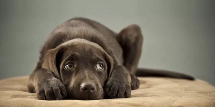 Festas juninas: entenda os perigos dos fogos de artifício para os pets
