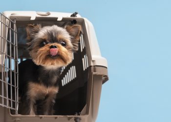 Pets: saiba como tornar viagens seguras e menos estressantes para eles