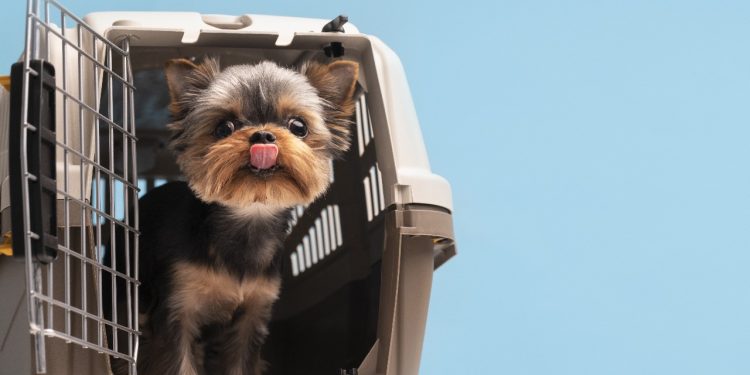 Pets: saiba como tornar viagens seguras e menos estressantes para eles