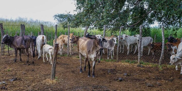Piauí + Genética pretende dobrar o número de inseminações em 2026; meta é alcançar 50 mil procedimentos