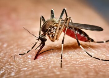 Teresina registra queda de 28% nos casos de dengue em 2025