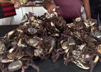 Fiscalização apreende 30 kg de caranguejo durante período de defeso no litoral do Piauí