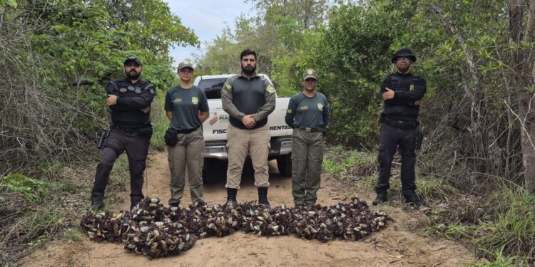 Período de defeso: Semarh realiza maior apreensão de caranguejos-uçá durante operação no litoral do Piauí