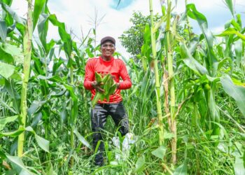 Garantia-Safra 2024/2025 vai beneficiar agricultores de seis municípios do Piauí neste mês